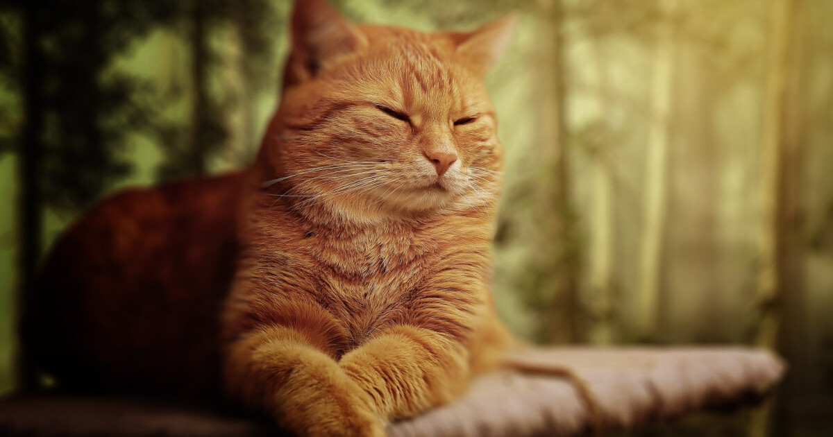 Ratgeber Katzen alte Katzen Tierschutzverein München