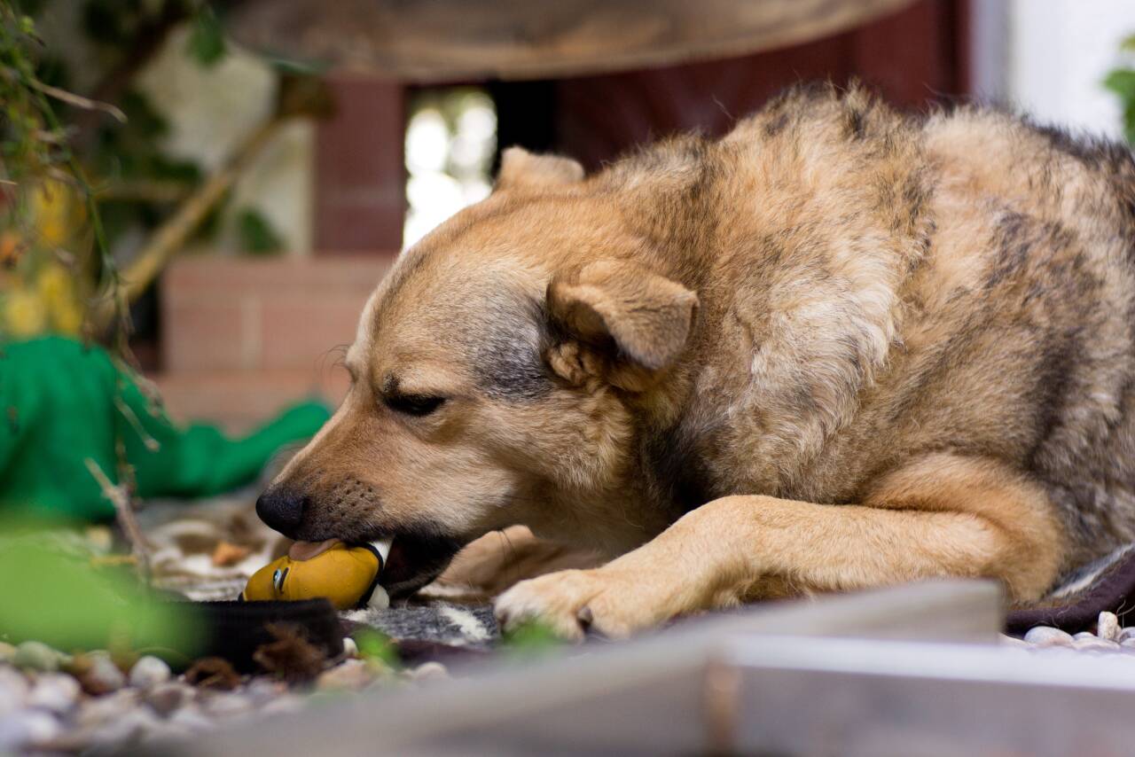 Bildimpressionen Vereinsarbeit & Tierschutzprojekte | Tierschutzverein ...